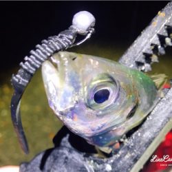 レベロクアジング