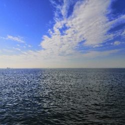 アコウにハマチ