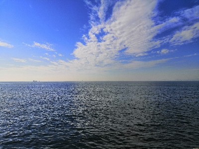 アコウにハマチ