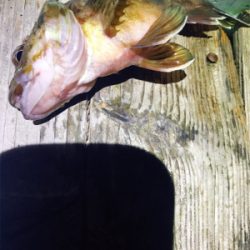 ゲキ渋アジング