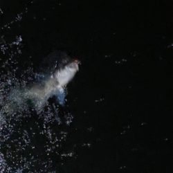 雨　入れ食いだけど底で甘噛みが多い