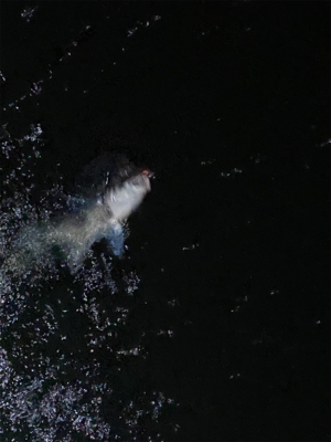 雨　入れ食いだけど底で甘噛みが多い