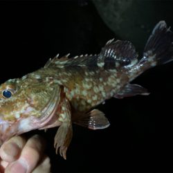 フロートアジングで5目釣り