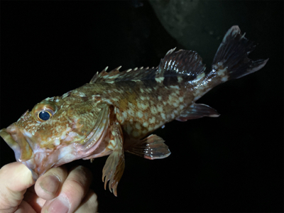 フロートアジングで5目釣り