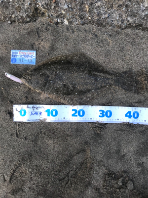 ギリヒラメ爆釣