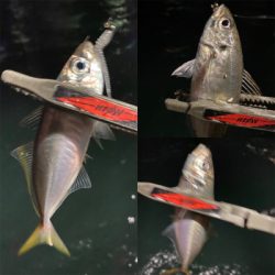 関門は豆アジ祭り