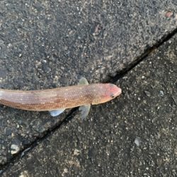 葵渡船でドラゴン！