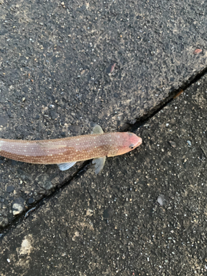 葵渡船でドラゴン！