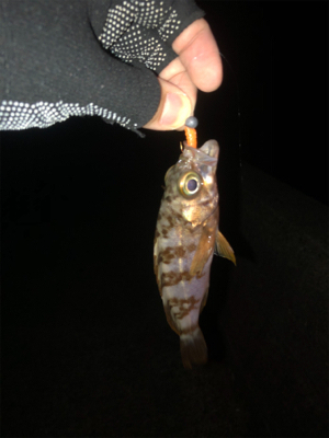 エギング、ショアジギ、アジング!