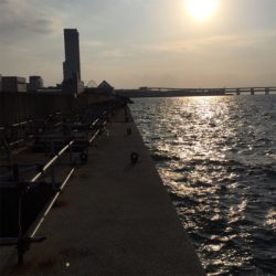 サビキで4目達成。