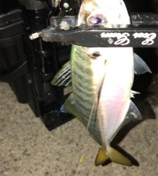 アジングナイト(少し寒い)