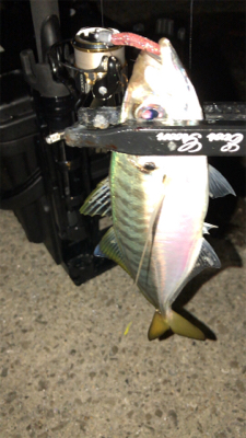 アジングナイト(少し寒い)