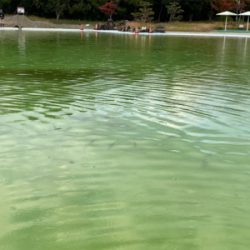 プールトラウト