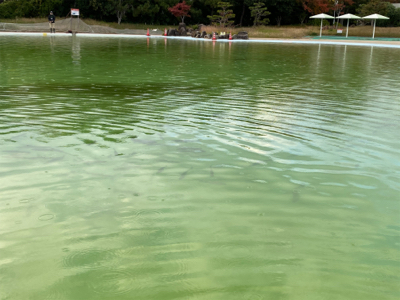 プールトラウト