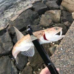 アジを求めて⑱