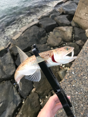 アジを求めて⑱