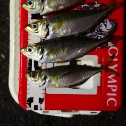 アジング練習 209