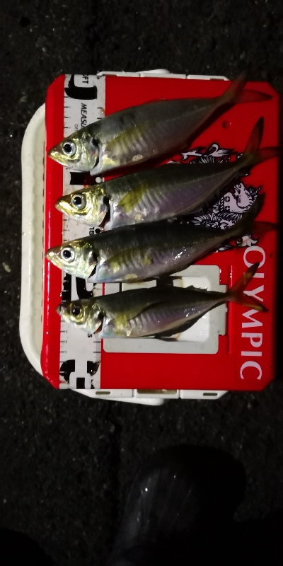 アジング練習 209