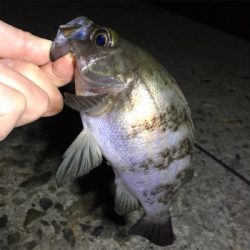 メバリング開幕