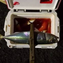 アジング練習 211