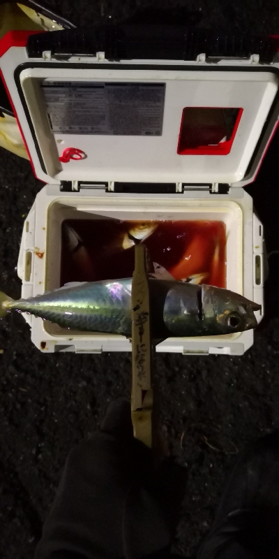 アジング練習 211