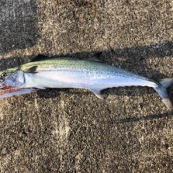 サワラ、サゴシの回遊アリ