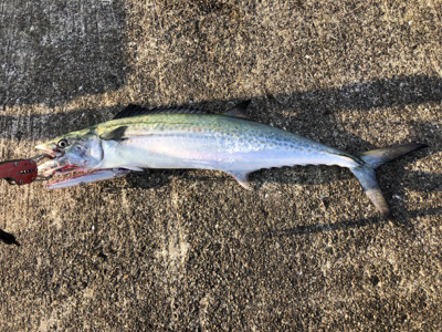 サワラ、サゴシの回遊アリ