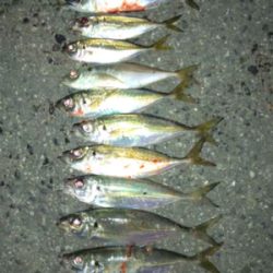 太っちょアジさんに遭遇