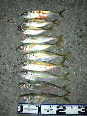 太っちょアジさんに遭遇