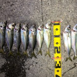 尺アジはなかなか釣れない