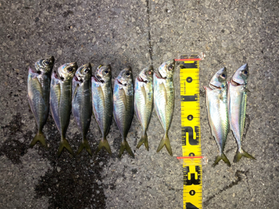 尺アジはなかなか釣れない