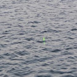 今年のアジは渋いんかなぁ。イワシは乱舞してましたw