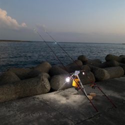 3週連続、深日港へカレイ釣り
