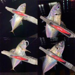 良型狙いが、豆狩りに