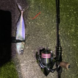 その時釣れる魚を釣る