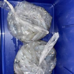 ヒイカ　エギング　100杯超え