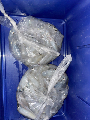 ヒイカ　エギング　100杯超え