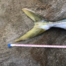 久々のショアプラッキング