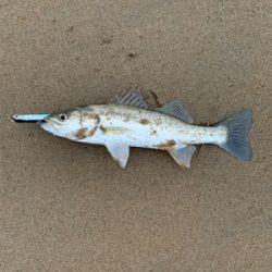 サーフシーバス終盤