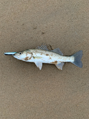 サーフシーバス終盤