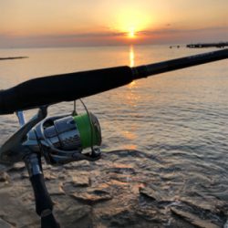 キス狙いで五目釣り