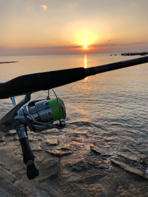 キス狙いで五目釣り
