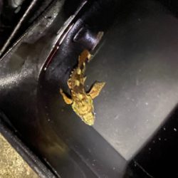 狙いはサゴシ！！