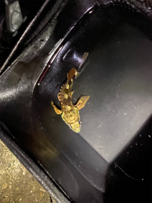 狙いはサゴシ！！