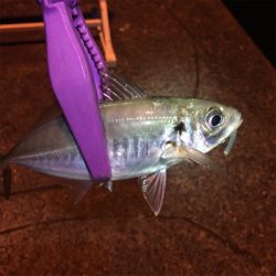 大阪湾奥アジング 中アジの回遊