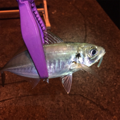 大阪湾奥アジング 中アジの回遊