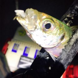 まぁまぁアジング