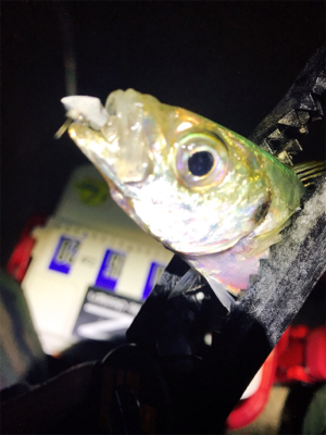 まぁまぁアジング