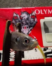 アジング練習 213