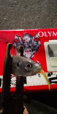 アジング練習 213